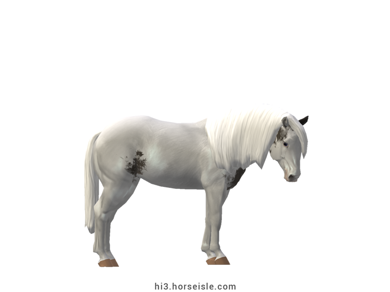 American Paint Horse Slate Grulla Tovero Coat